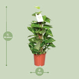 Epipremnum Aureum- Ø15cm - ↕60cm