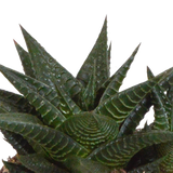 Gasteria/Haworthia mix 8,5cm - 3x - in witte pot