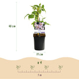 Green boutiQ - Klimplanten Rainbow - Clematis montana RubensHedera helix lonicera Goldflame Campsis madame Galen - Jaarrond kleur - 4 planten - Pot 11cm Hoogte 40cm