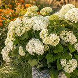 Green boutiQ - Tuinplant - Hydrangea arborescens FlowerWOW - Hortensia - Winterhard - Wit - 3 Planten - Pot 14cm - Hoogte Hoogte 20-30cm