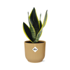 Sansevieria Futura Superba in ELHO Vibes Fold 14cm geel