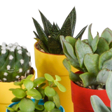 Cactus en vetplanten mix 5.5 cm | 15 stuks - in gekleurde plasticpot