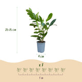 Green boutiQ - 40x Prunus laur. Caucasica - Laurierkers - Haagplanten - Groenblijvend - Groen - Pot 9cm - Hoogte 25-35cm