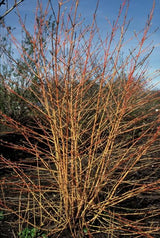 24x Cornus sang. 'Anny's Winter Orange' - ↕10-25cm - Ø9cm