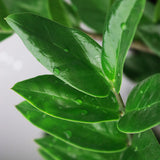 Green BoutiQ - Green is... Kamerplanten - Zamioculcas - ZZ-plant - Weinig onderhoud - Groen - 1 Plant - Pot 17cm - Hoogte 65-75cm