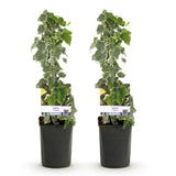 Green boutiQ - Klimplant - Hedera helix - Blad groen - Groenblijvend - 2 planten - Pot 11cm Hoogte 40cm