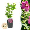 Green boutiQ - Tuinplant - Hibiscus syriacus Woodbridge - Tuin Hibiscus - Winterhard - Roze - 3 Planten - Pot 17cm - Hoogte 45cm