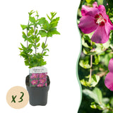 Green boutiQ - Tuinplant - Hibiscus syriacus Woodbridge - Tuin Hibiscus - Winterhard - Roze - 3 Planten - Pot 17cm - Hoogte 45cm