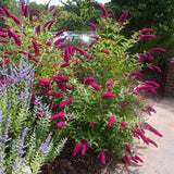 Green boutiQ - Tuinplant - Buddleja davidii Royal Red - Vlinderstruik - Winterhard - Rood - 1 Plant - Pot 17cm - Hoogte 45cm