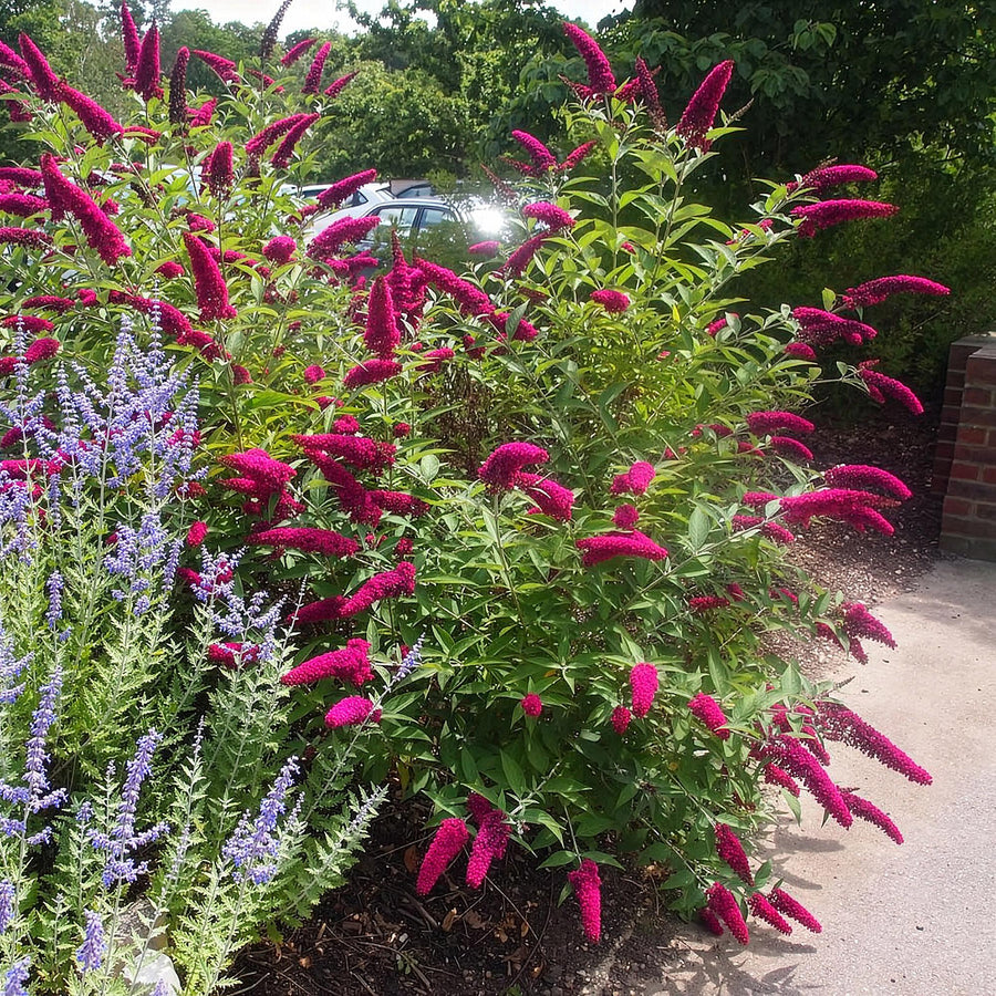 Buddleja davidii Royal Red – 45 cm hoog (foto 5)