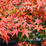 Green boutiQ - Terrasplant - Japanse Esdoorn - Acer palmatum Shaina - Rood - 1 Plant - Bladverliezend - Pot 19cm Hoogte 70cm