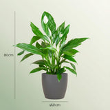 Spathiphyllum met Potter grijs - 80cm - Ø21