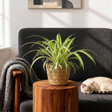 Green boutiQ - Kamerplant - Chlorophytum comosum Variegatum - Bonte Graslelie - Huisdiervriendelijke Plant - Groen - 2 Planten - met Mand - Pot 12cm - Hoogte 20cm