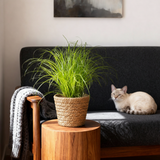 Green boutiQ - Kamerplant - Cyperus alternifolius Zumula - Kattengras - Huisdiervriendelijke Plant - Groen - 2 Planten - met Mand - Pot 12cm - Hoogte 20cm