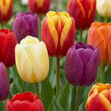 60x Tulipa Triumph Mix - Triomftulp mix - Diversen - Voorjaarsbloeier - Bolmaat 11/12