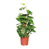 Epipremnum Aureum- Ø15cm - ↕60cm