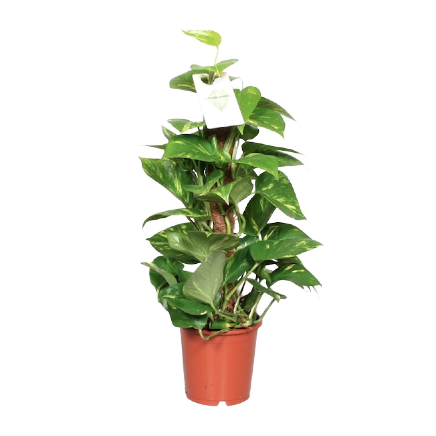 Epipremnum Aureum- Ø15cm - ↕60cm