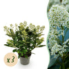 Green boutiQ - Terrasplant - Skimmia japonica Finchy - Bloem Wit - 15+ Bloemen - 3 Planten - Winterhard - Pot 15cm Hoogte 30cm