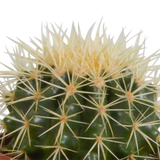 Cactus mix 10.5 cm - 3x - in witte pot