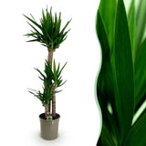Green boutiQ - Kamerplant - Yucca elephantipes - Yucca - Weinig onderhoud - Groen - 1 - Pot 24cm - Hoogte 140cm