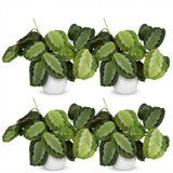 Green boutiQ - Kamerplant - Maranta Fascinator Silverband - Gebedsplant - Huisdiervriendelijke Plant - Groen - 4 Planten - met Potter Wit - Pot 12cm - Hoogte 25cm