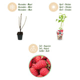 Green boutiQ - Fruitplanten - Framboos - Rubus idaeus Heritage - Winterhard - 6 Planten - Pot 9 cm - Rode Framboos