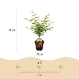 Green boutiQ - Terrasplant - Japanse Esdoorn - Acer palmatum Orange Dream - Oranje - 1 Plant - Bladverliezend - Pot 19cm Hoogte 70cm
