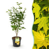 Green boutiQ - Tuinplant - Acer palmatum Jordan - Japanse Esdoorn - Bladverliezend - Geel - 1 - Pot 26cm - Hoogte 90cm