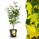 Green boutiQ - Tuinplant - Acer palmatum Jordan - Japanse Esdoorn - Bladverliezend - Geel - 1 - Pot 26cm - Hoogte 90cm