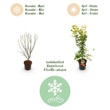Green boutiQ - Tuinplant - Acer palmatum Orange Dream - Japanse Esdoorn - Bladverliezend - Oranje - 1 - Pot 26cm - Hoogte 90cm