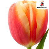 Tulpenbollen Jan Seignette — rood-geel gestreept, 20 stuks (maat 11/12)