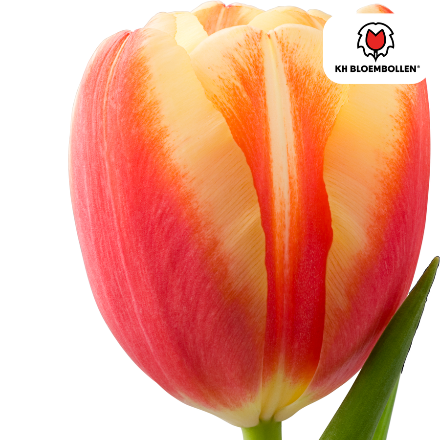 Tulpenbollen Jan Seignette — rood-geel gestreept, 20 stuks (maat 11/12)