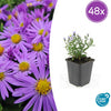 48x Aster (D) 'Prof. Anton Kippenberg'- ↕10-25cm - Ø9cm