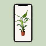 PROMO - Strelitzia Nicolai - Ø19cm - ↕90cm