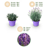 Green boutiQ - Tuinplant - Lavandula angustifolia Munstead - Lavendel - Winterhard - Paars - 6 Planten - Pot 12cm - Hoogte 15-25cm