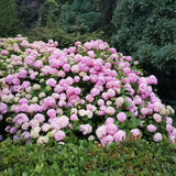 Green boutiQ - Hortensia - Hydrangea macrophylla Pink - Bloem Roze - 1 Plant -Bladverliezend - Weinig Onderhoud - Pot 17cm Hoogte 30cm