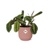 Maranta Leuconeura ‘Fascinator’ Tricolor in ELHO Vibes Fold 14cm roze