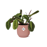 Maranta Leuconeura ‘Fascinator’ Tricolor in ELHO Vibes Fold 14cm roze
