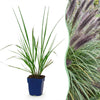 Green boutiQ - Grassen - Pennisetum alop. Black Beauty - Lampenpoetsergras - Met Pluim - Groen - 12 Planten - Pot 11cm - Hoogte 15-25cm