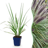 Green boutiQ - Grassen - Pennisetum alop. Black Beauty - Lampenpoetsergras - Met Pluim - Groen - 12 Planten - Pot 11cm - Hoogte 15-25cm