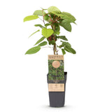 Green boutiQ - Fruitplant - Actinidia arguta Weiki - Kiwiplant - Mannelijk - Rode - Paarse Vruchtjes - 1 Plant - Pot 15cm - Hoogte 50cm