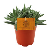Crassula Tenelli - Ø11cm - ↕15cm
