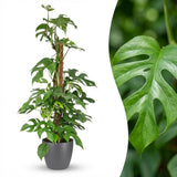 Green boutiQ - Kamerplant - Mini Gatenplant - Monstera Minima Mosstok - Groen - Weinig onderhoud - 1 Plant - met Potter Grijs - Pot 19cm - Hoogte 90cm