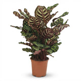 Green boutiQ - Kamerplant - Pauwenplant - Calathea Makoyana - Groen - Weinig onderhoud - 1 Plant - Pot 19cm - Hoogte 70cm