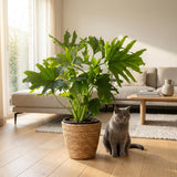 Green boutiQ - Kamerplant - Philodendron - Philodendron Lickety split - Groen - Weinig onderhoud - 1 Plant - met Mand - Pot 19cm - Hoogte 70cm