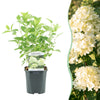Green boutiQ - Pluim Hortensia - Hydrangea panniculata Limelight - Bloem Creme Wit- 1 Plant - Bladverliezend - Grote Bloemen - Pot 17cm Hoogte 50cm