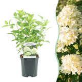 Green boutiQ - Pluim Hortensia - Hydrangea panniculata Limelight - Bloem Creme Wit- 1 Plant - Bladverliezend - Grote Bloemen - Pot 17cm Hoogte 50cm