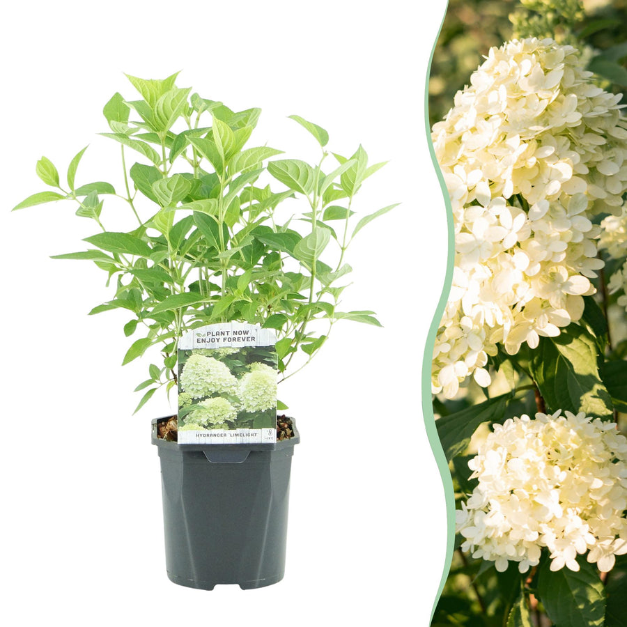 Hydrangea paniculata Limelight – 50 cm hoog