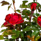 Rosa Zepeti Ø19cm - ↕35 - 40cm