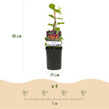 Green boutiQ - Klimplanten Rainbow - Clematis montana RubensHedera helix lonicera Goldflame Campsis madame Galen - Jaarrond kleur - 4 planten - Pot 11cm Hoogte 40cm